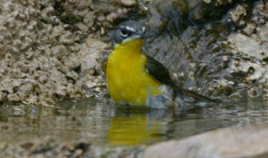 Yellow-breasted Chat