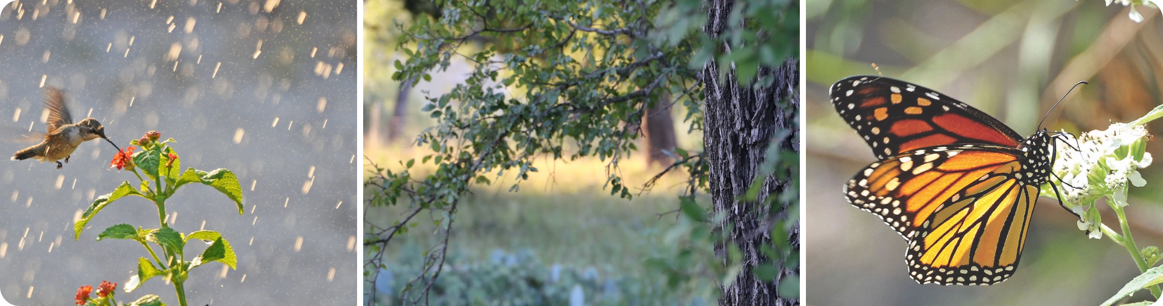 Photo collage of a hummingbird, a tree and a butterfly.