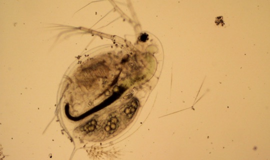 Daphnia