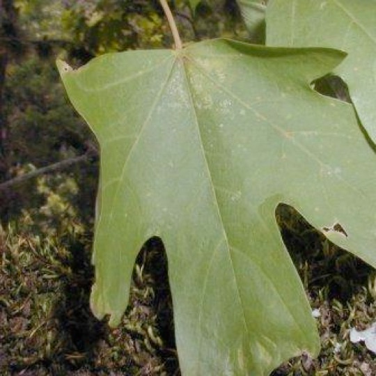 Bigtooth Maple