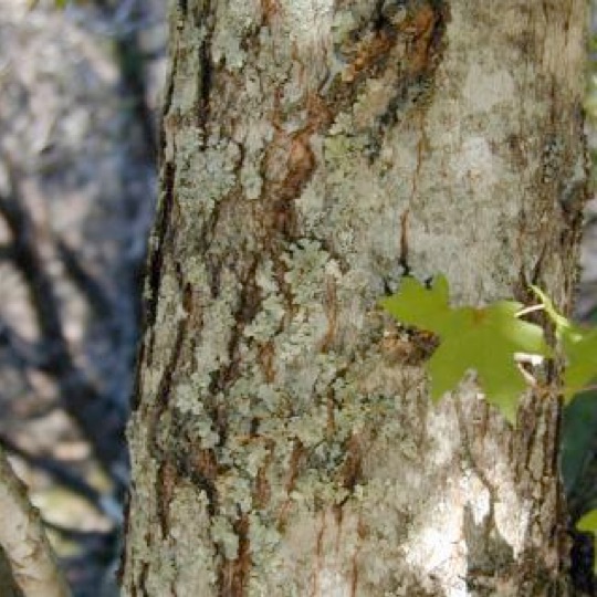 Bigtooth Maple