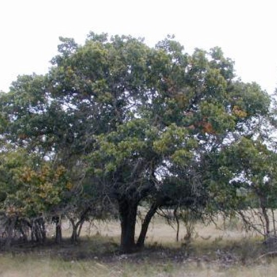 Black Jack Oak