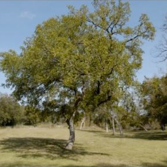 Cedar Elm