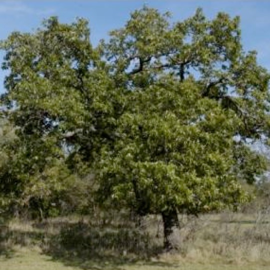 Chinkapin Oak