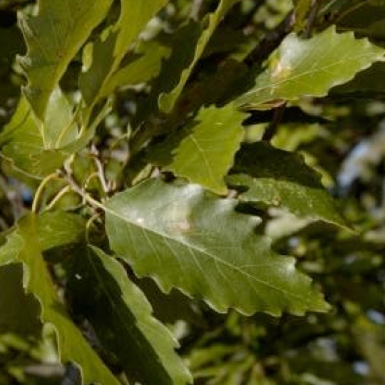 Chinkapin Oak