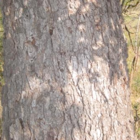 Chinkapin Oak