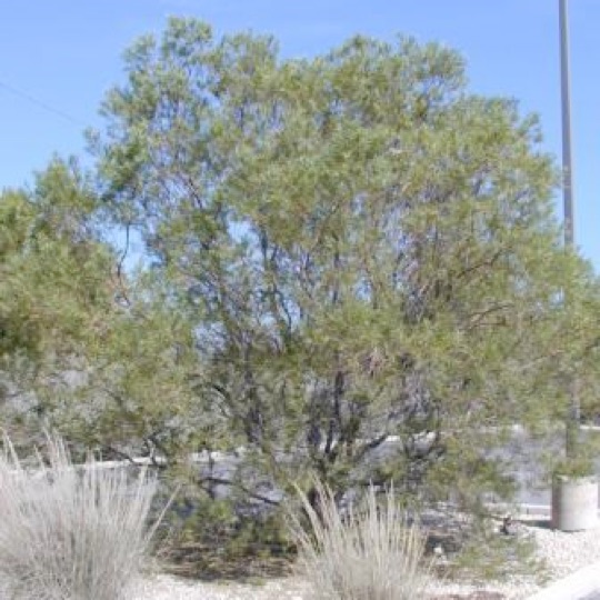 Desert Willow