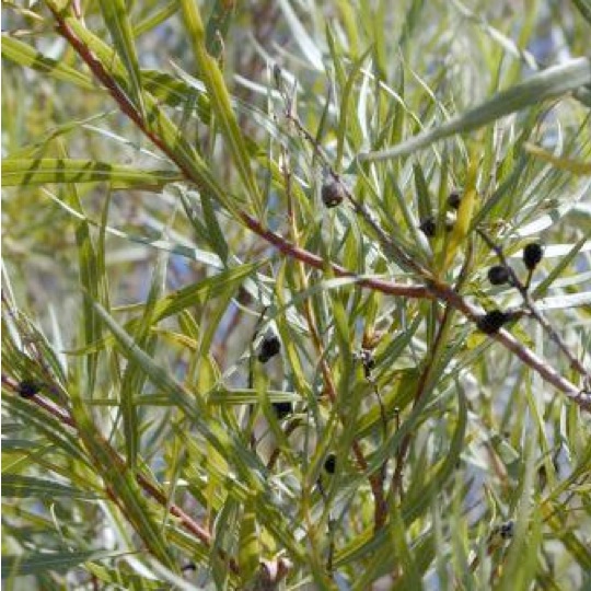 Desert Willow