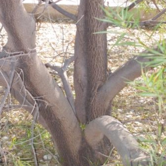 Desert Willow