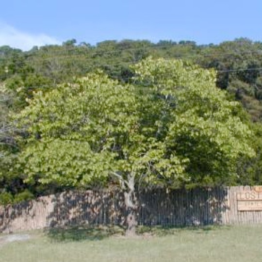 Eastern Redbud