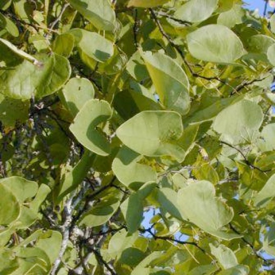 Eastern Redbud