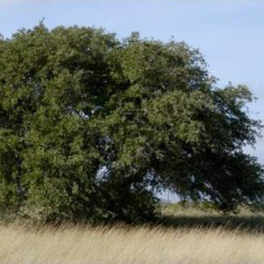 Live Oak