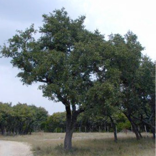 Mohr Oak