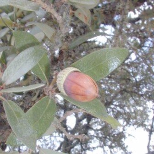 Mohr Oak