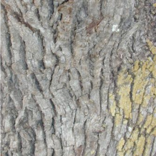 Mohr Oak