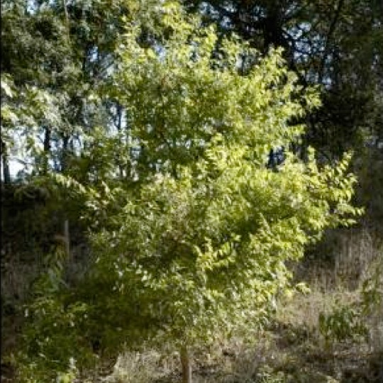 Netleaf Hackberry