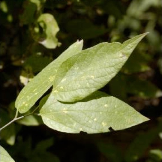 Netleaf Hackberry