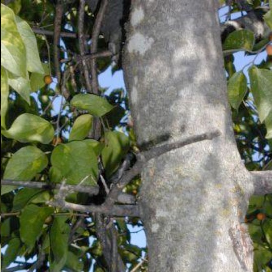 Netleaf Hackberry