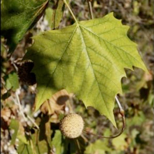 Sycamore