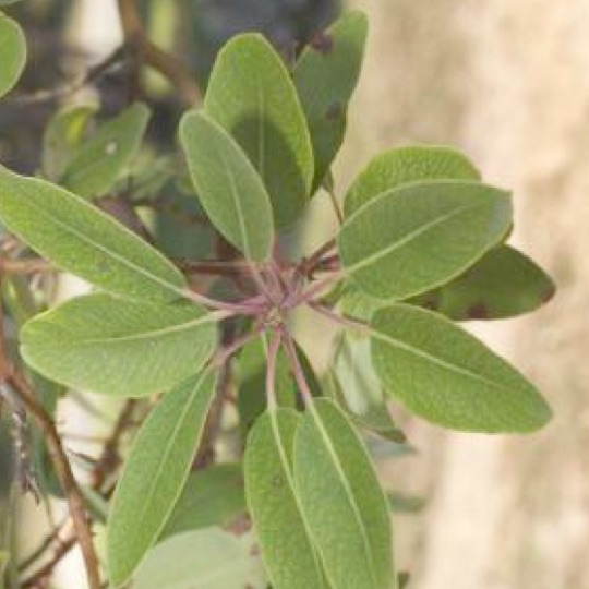 Texas Madrone