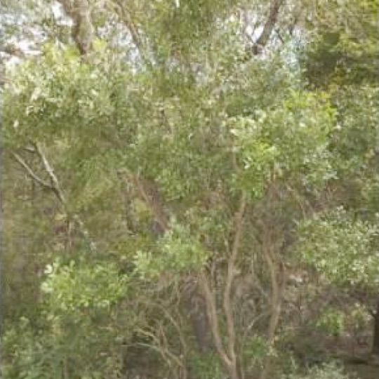 Texas Mountain Laurel