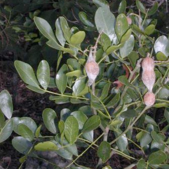 Texas Mountain Laurel