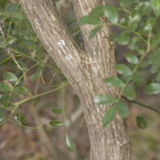 Texas Mountain Laurel