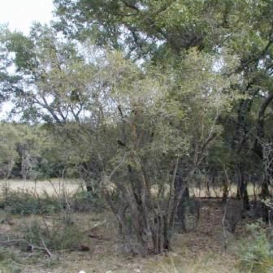 Texas Persimmon