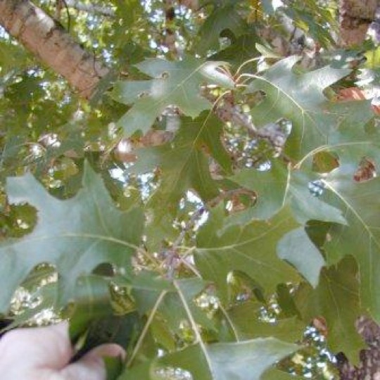Texas Spanish Oak