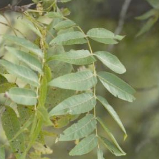 Texas Walnut