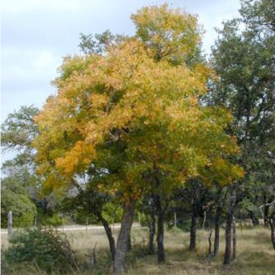Western Soapberry