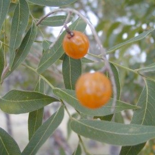 Western Soapberry