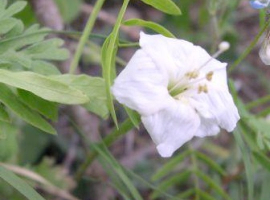 Angel Trumpets