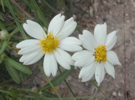 Black-foot Daisy