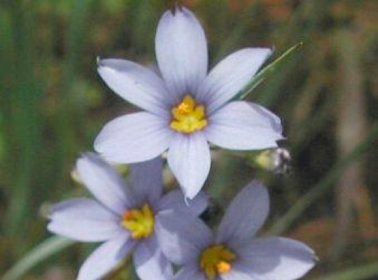 Blue-eyed Grass