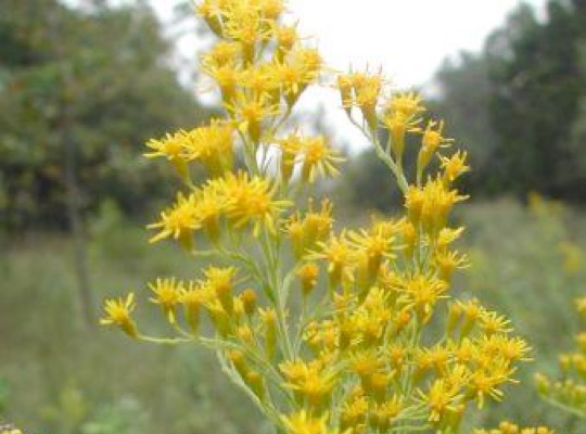 Canada Goldenrod