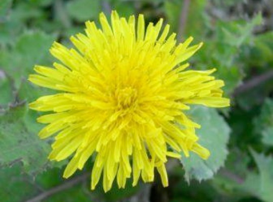 Common Dandelion