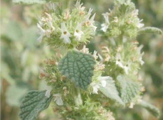 Common Horehound