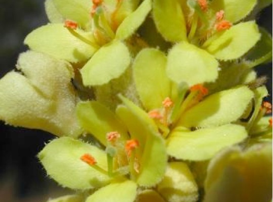 Common Mullein