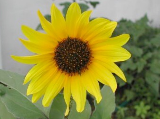 Common Sunflower