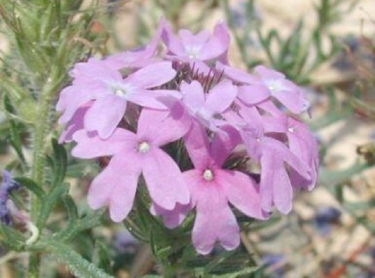 Common Vervain