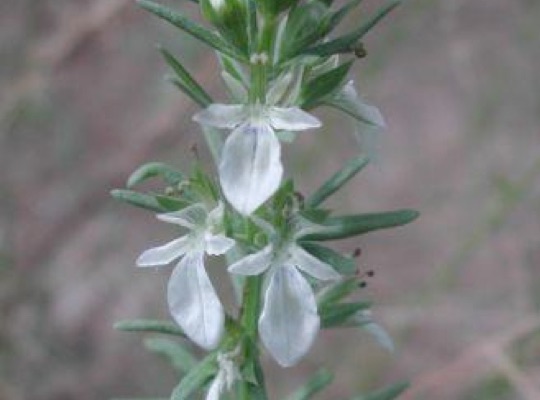 Cut-leaf Germander