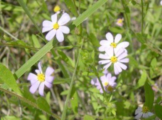 Dwarf White Aster