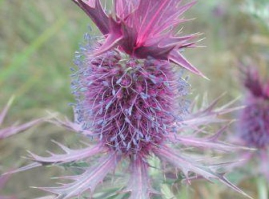 Eryngo