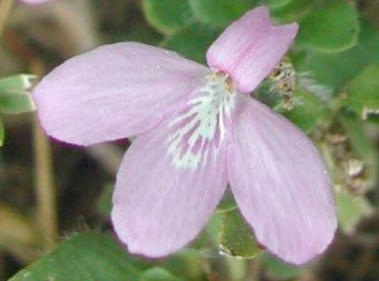 False Honeysuckle