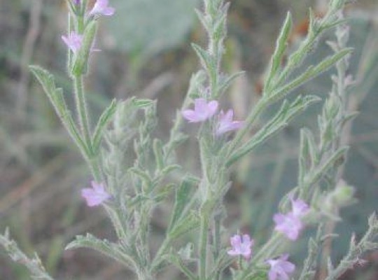 Gray Vervain