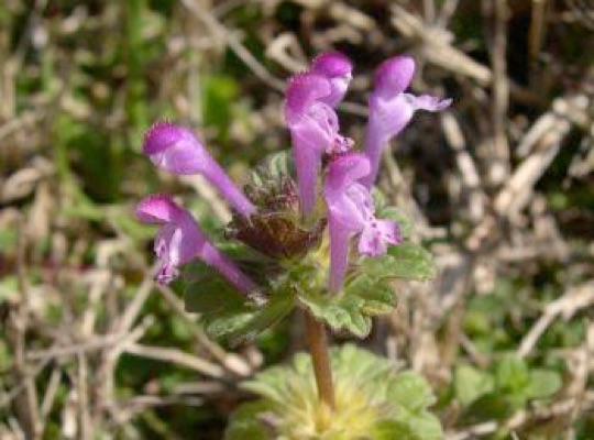 Henbit