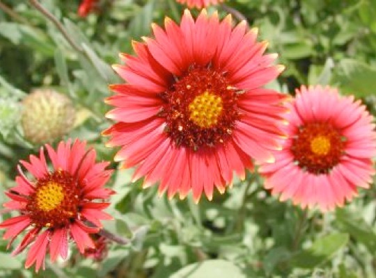 Indian Blanket, Firewheel