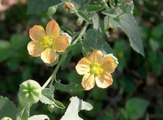 Indian Mallow