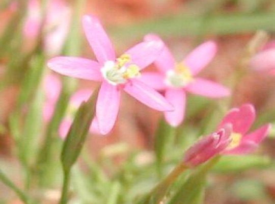 Lady Bird's Centaury